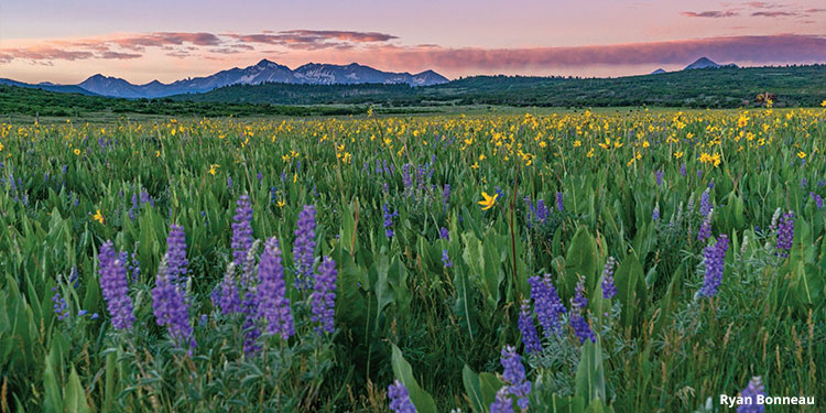 San Juan Wildflower