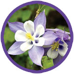 Columbine Wildflowers