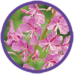 Fireweed Wildflowers