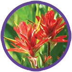 Paintbrush Wildflowers