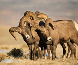 Colorado Wildlife Big Horn Sheep