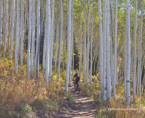 mnt bike fall aspen trees