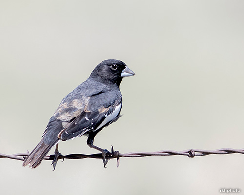 Lark Bunting