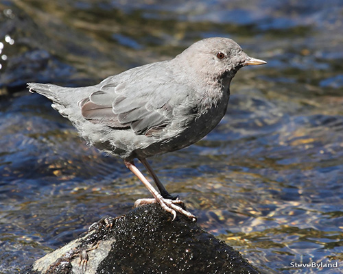 American Dipper