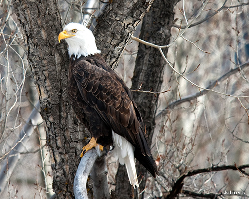 Bald Eagle