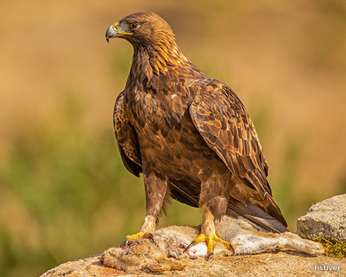 Golden Eagle