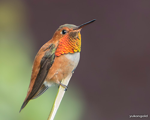 Rufous Hummingbird