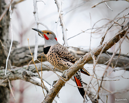 Northern Flicker