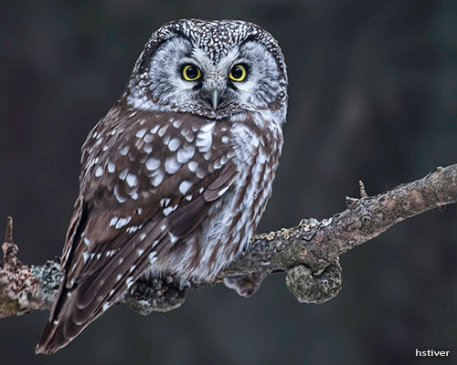 Boreal Owl