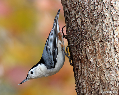 White-Breasted Nuthatch