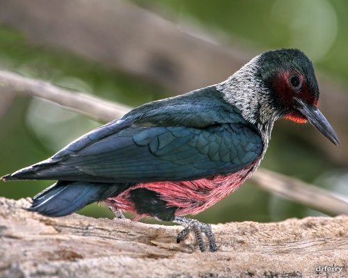 Lewis' Woodpecker