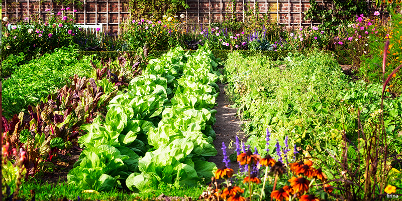 colorado gardening