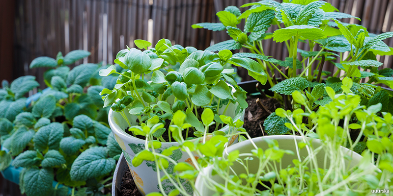 herb garden