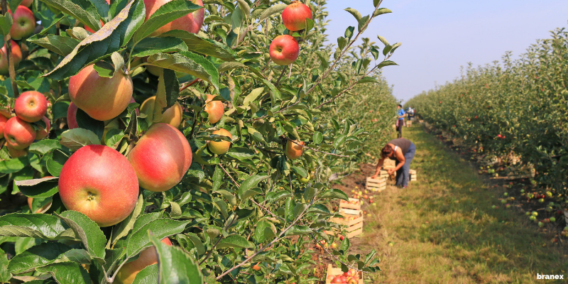 apple picking