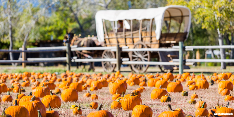 colorado pumpkin patch