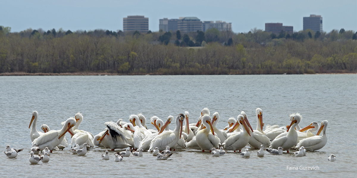 Cherry Creek Park