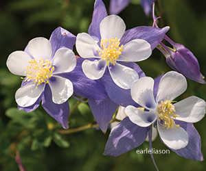 columbine flower