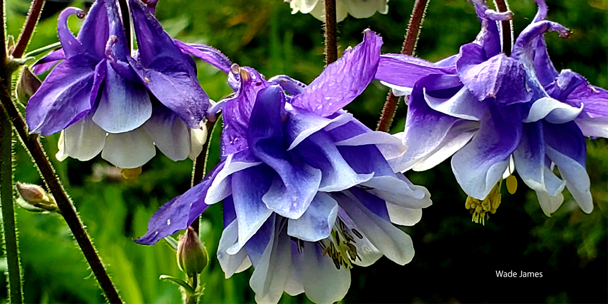 Columbine Flower Morning Dew