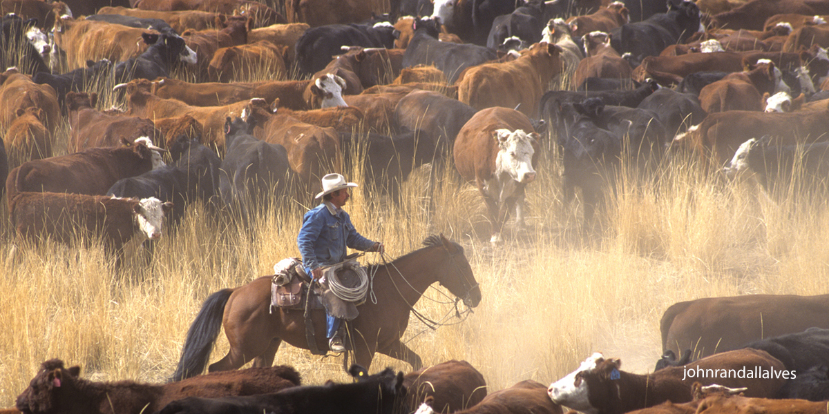 cowboy round up