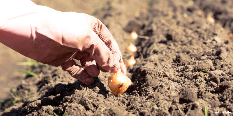 fall planting bulbs