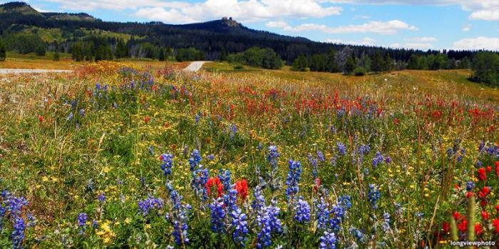 wildflower hike, Rabbit Ears Peak Trail