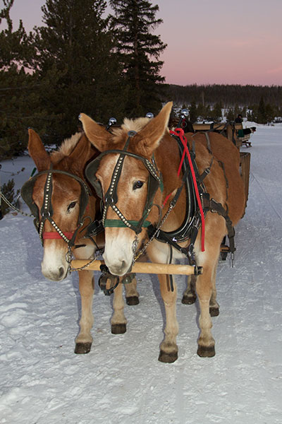 non-skier guide Horse-drawn Sleigh