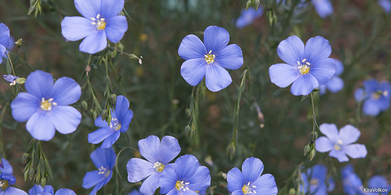 Lewis’ Blue Flax