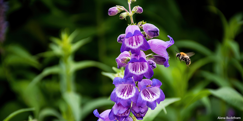 Broadbeard Penstemon