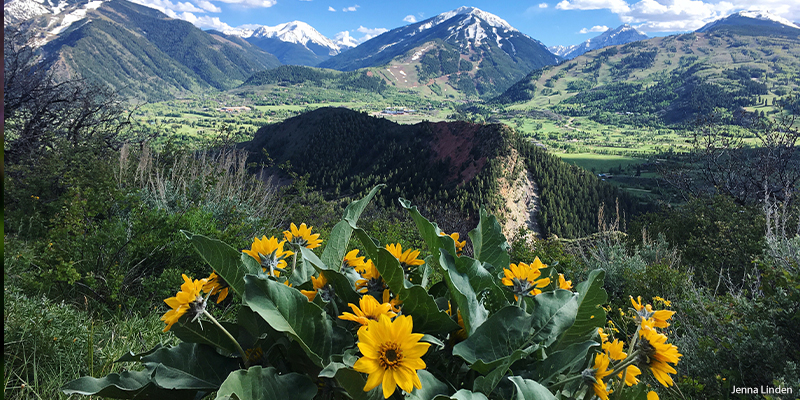 Arrowleaf Balsamroot wildflower