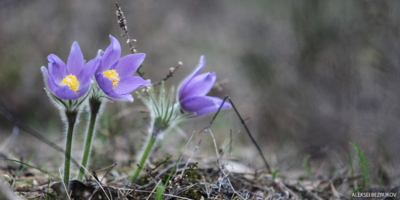 wildflowers Eastern Pasqueflower