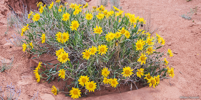 Badland Mule-Ears wildflowers