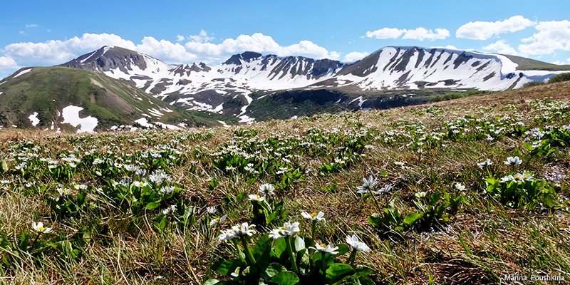 White Marsh Marigold