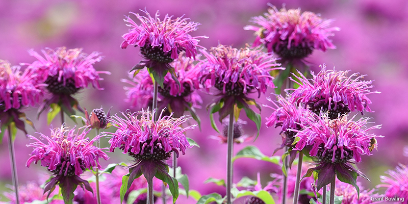 wild beramot beebalm