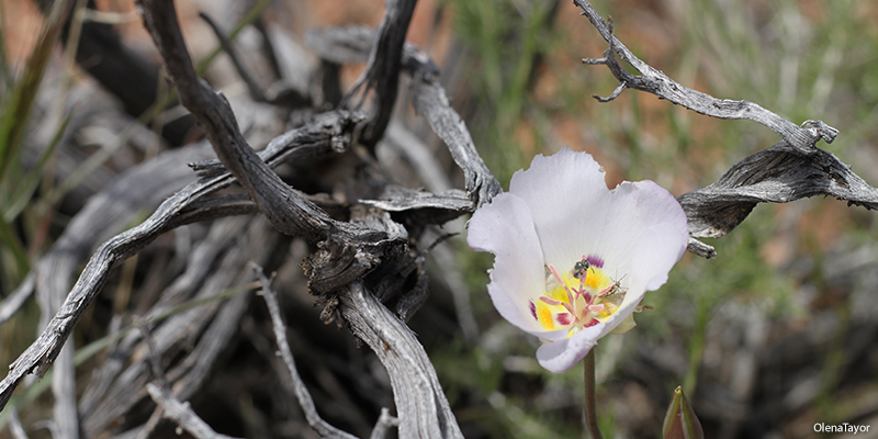 sego lily wildflower