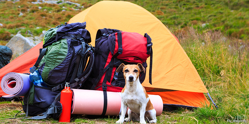 camping essentials