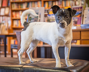 Literary Pup