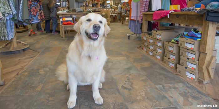 The Shop Dog