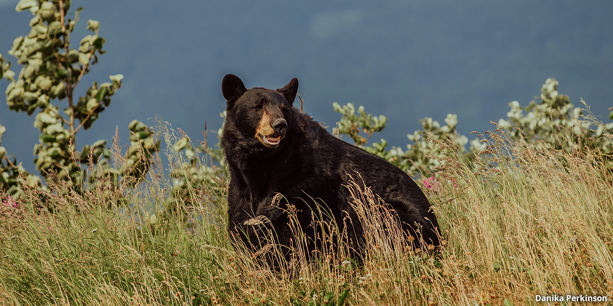  wildlife Black Bear