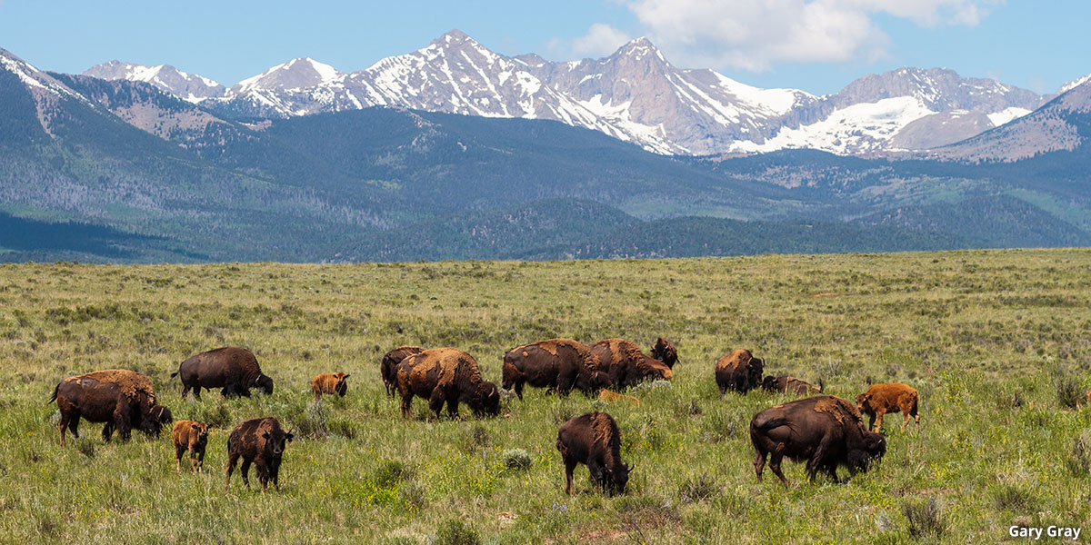 colorado wildlife Bison