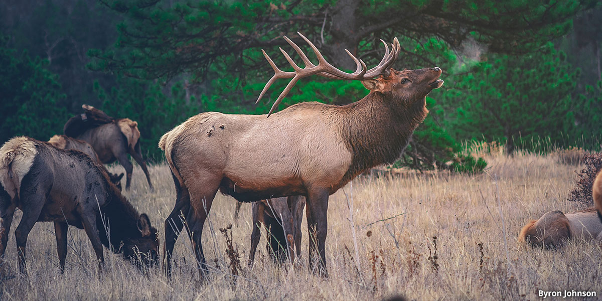 Elk