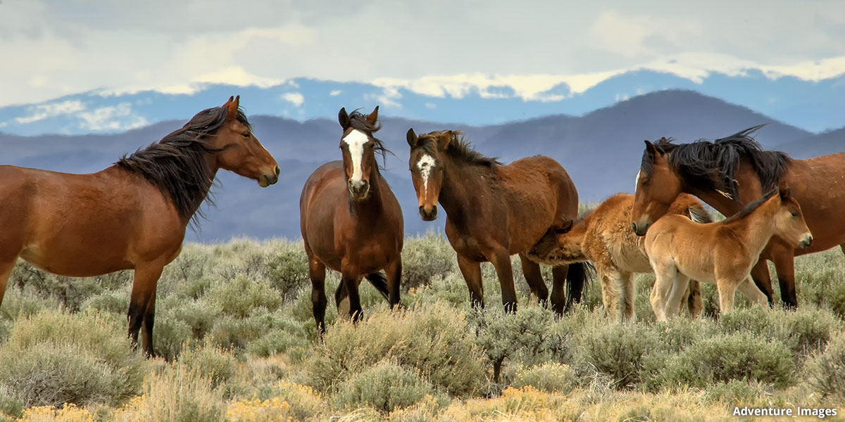 Wild Horses