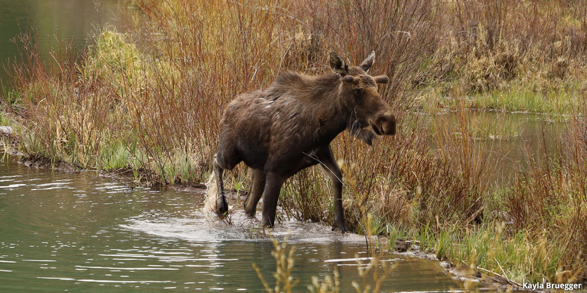 Moose