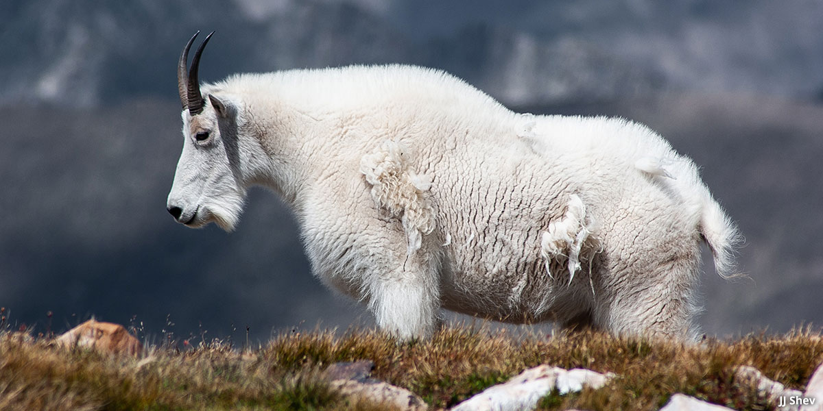 Mountain Goat