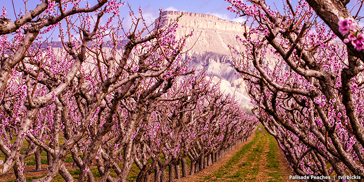 Palisade Peaches