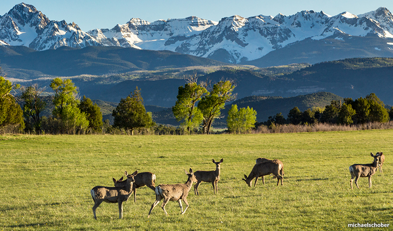 goodbye winter Deer in Ridgeway Colorado