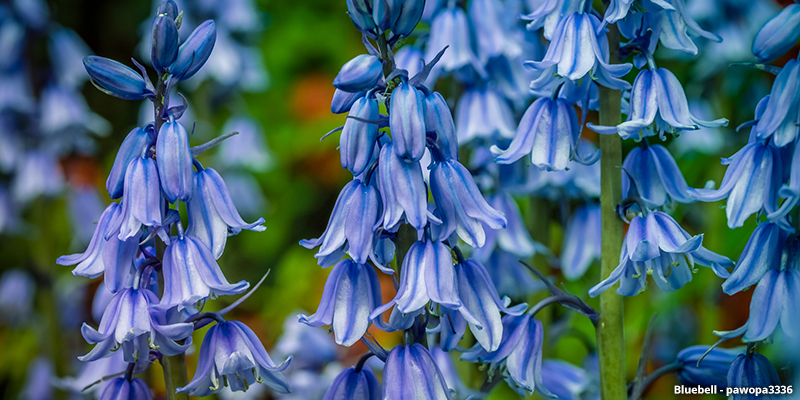 Bluebell