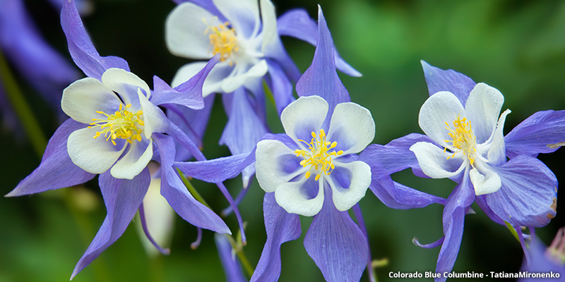 Colorado Blue Columbine