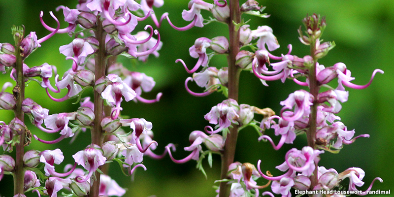 Elephant Head Lousewort