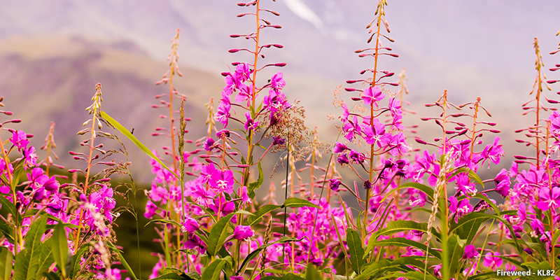 Fireweed