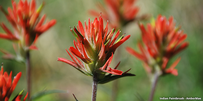 Indian Paintbrush wildflowers